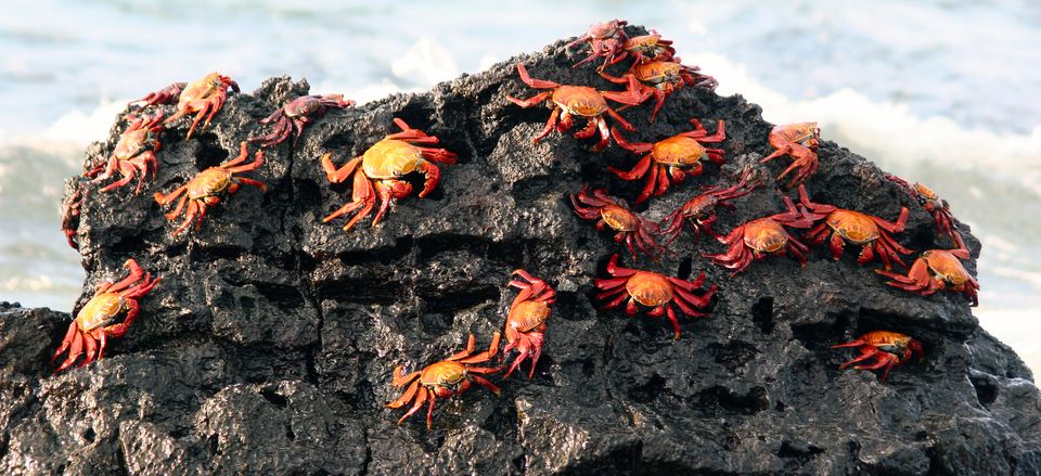  Sally Lightfoot crabs 