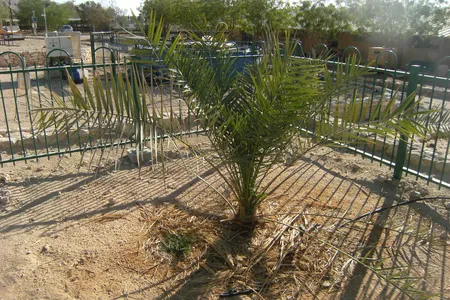 Methuselah the Judean Date Palm is still going strong even after sprouting from a 2,000-year-old seed.