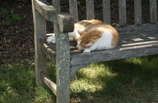 “Cat”ching zzz’s thumbnail