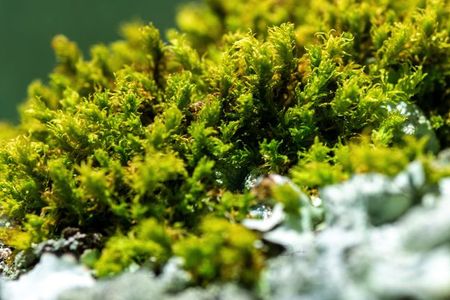 Bryophytes in the tropics are threatened due to lack of information and research.