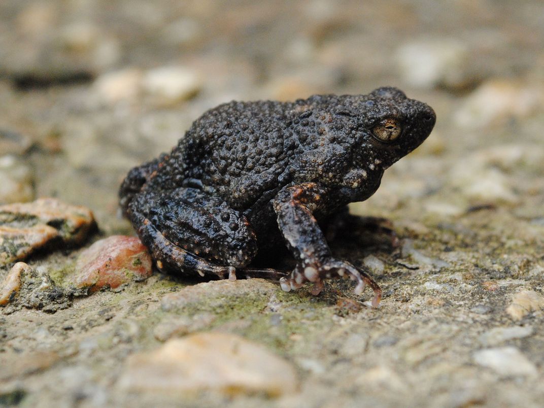 Tungara Frog