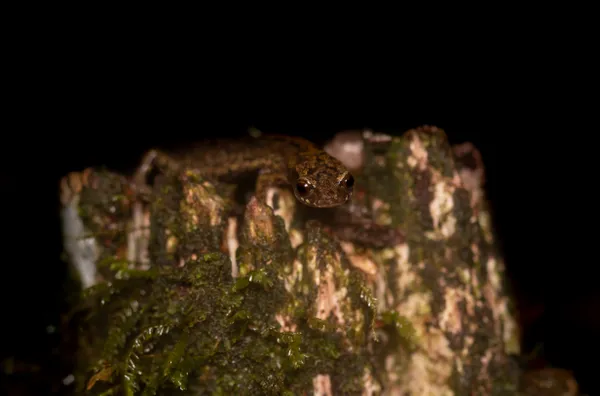 Chiropterotriton chiropterus – Flat-footed salamander thumbnail