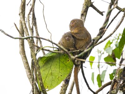 A baby pygmy marmoset, under the care of an older member of its cooperative family group, perches on a bough in a gallery forest on the banks of the Aguarico River in eastern Ecuador.