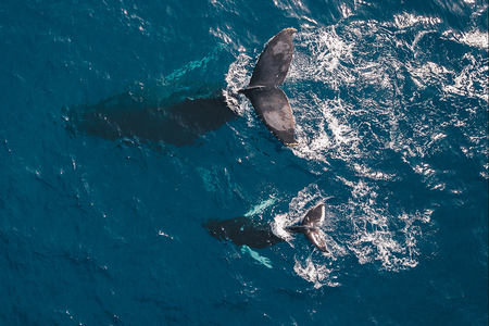 Good news is out there – if you look for it. For instance, just this month scientists announced that we are on our way to recovering oceans by 2050.
