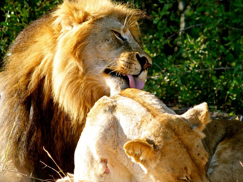 lioness protecting lion