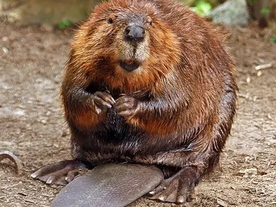Does Vanilla Flavoring Actually Come From Beaver Butts? image