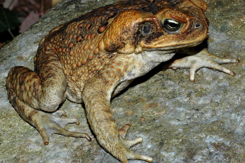An image of a cane toad. The amphibian is a light burnt sienna color and has warts on its skin.