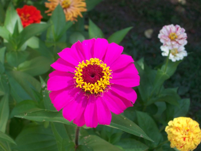 Candy Cane Zinnia Minus the Variegated Look Smithsonian Photo Contest