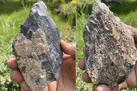 Roughly 1.4 million years ago, Homo erectus made this hand ax out of a hippopotamus' thigh bone.
