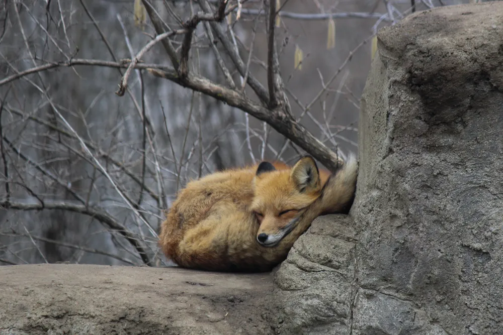 This is a beautiful three-legged red fox named Timothy (timbit for short, Oh! Canada!) from the Ecomuseum Zoo on the island of Montreal. She was rescued from being trapped in a chair, but unfortunately she lost a leg and could not return to the wild. She enjoys lounging upon her rock and scurrying around her living space, hiding from the public gaze for most of the year.
