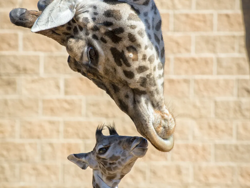 Baridi, Baby Giraffe, Houston Zoo