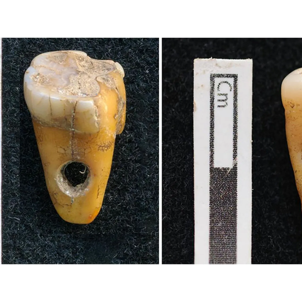 時代物 火薬入れ 根付 美 天然素材 Archaeologists Unearth Beads Made of Human Teeth in Ancient