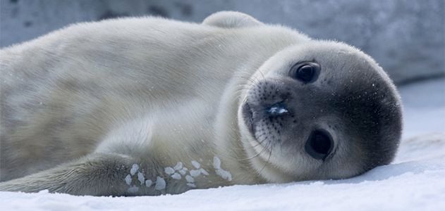 Baby Weddell Seal