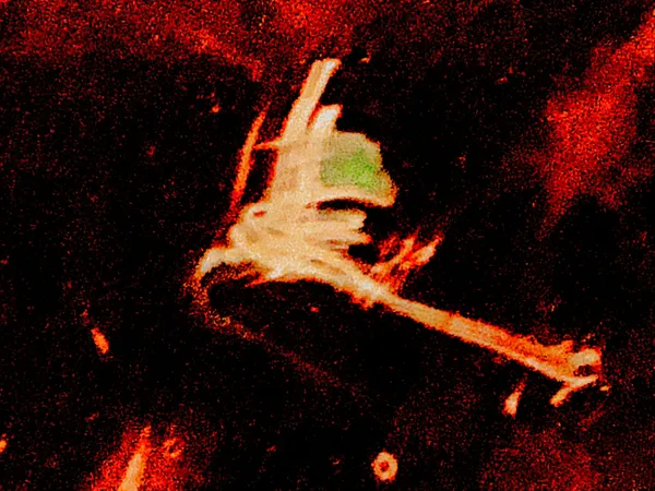 The Night the Crimson Flames Sparked and the Phoenix Flew thumbnail