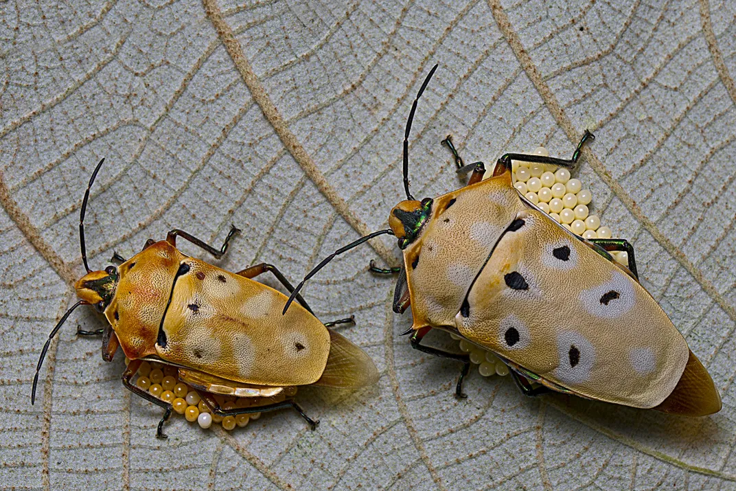 10 - A leaf serves as a nest for shield bugs protecting a batch of eggs.