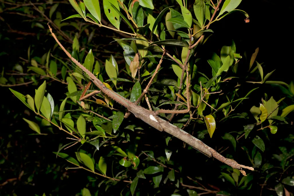 a stick insect blending into foliage in the background