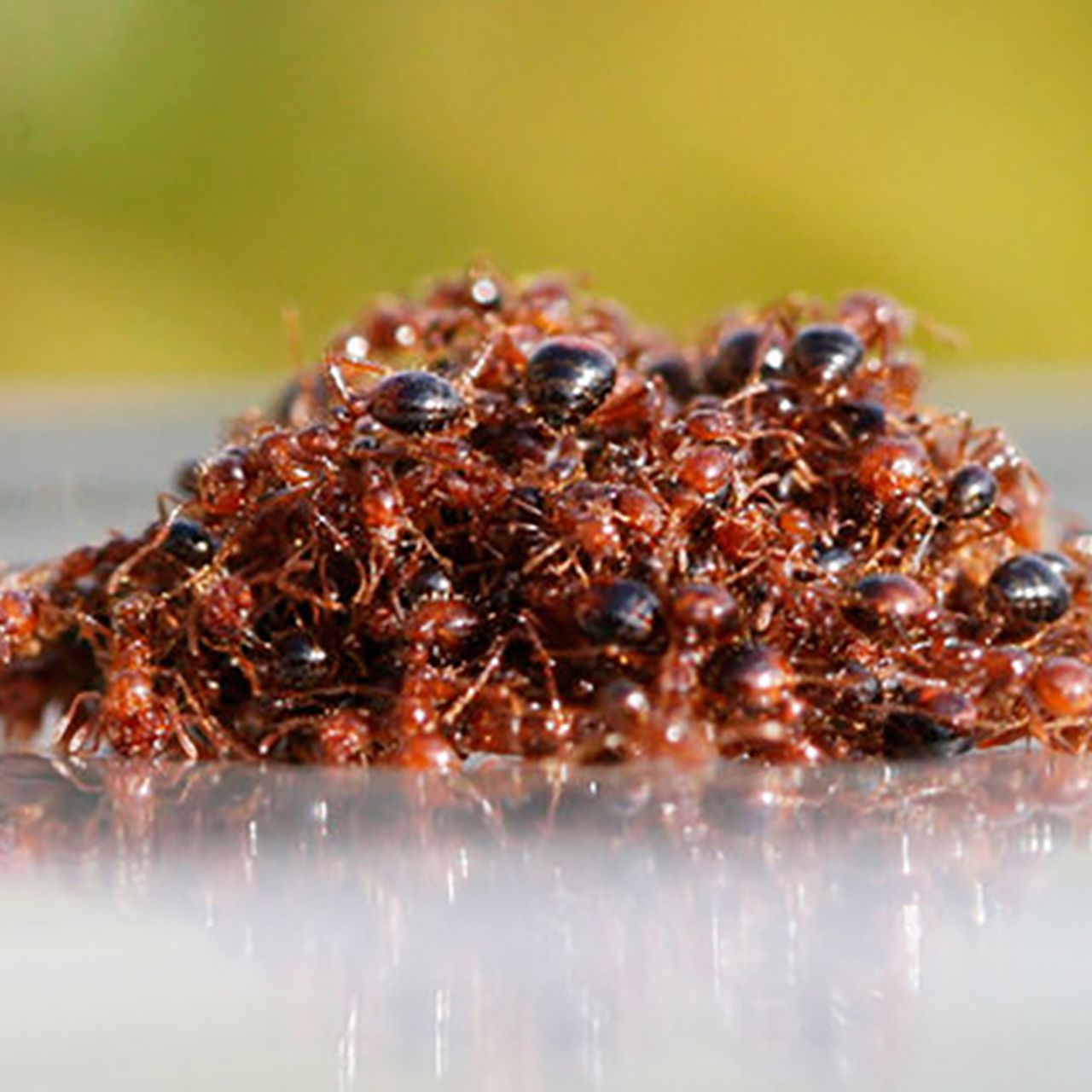 Soapy Water Fire Ants