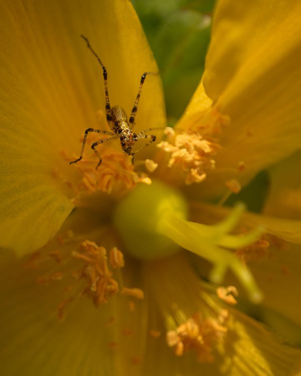 Mediterranean katydid nymph thumbnail