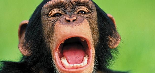 Chimpanzee Yawning