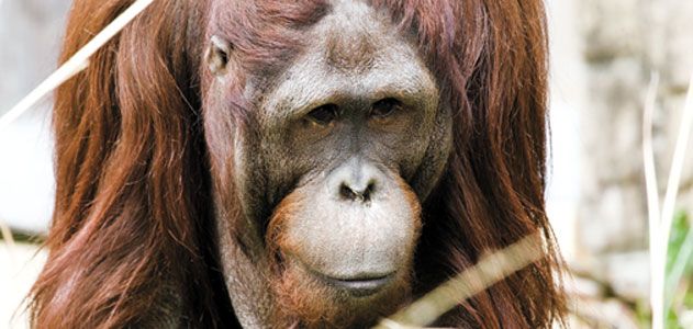 Orangutan