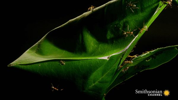 Preview thumbnail for Magnificent Leaf Homes Woven by Australian Green Ants