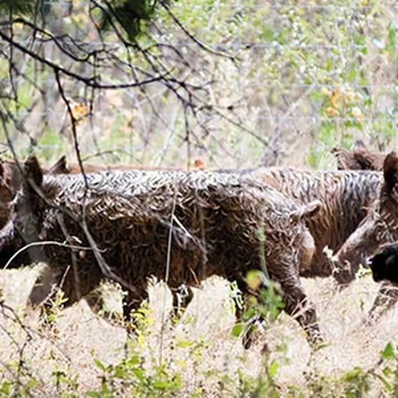 What are the effects of an early spring on nature in West Texas