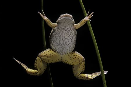 African clawed frogs (Xenopus laevis) were able to regrow a functional limb within 18 months of the novel treatment.