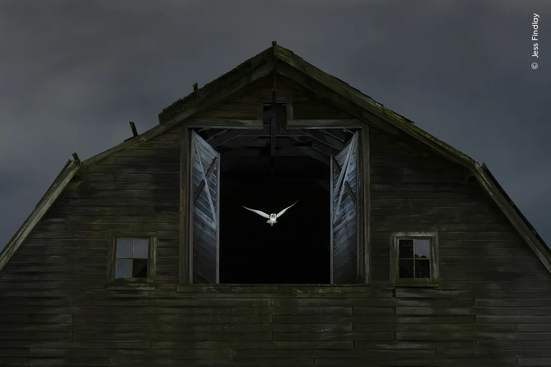 a barn owl flies from the hayloft window of a large brown barn at night