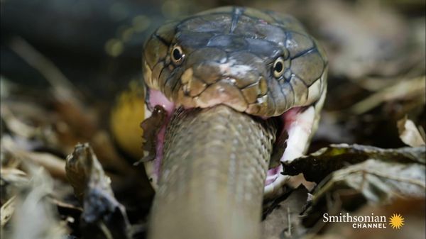 Preview thumbnail for Warning: Here's a King Cobra Swallowing Another Snake Whole