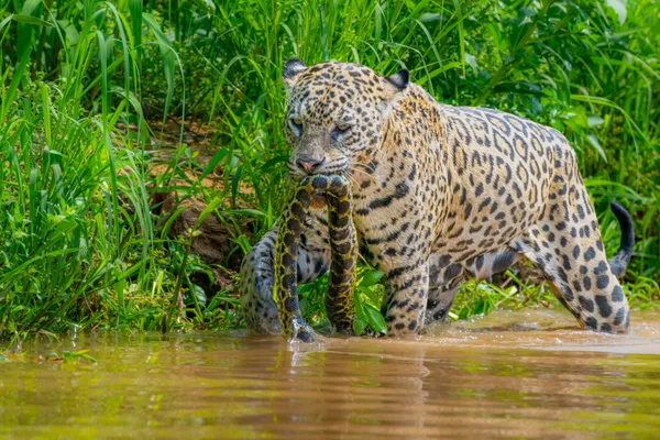 Jaguar with captured anaconda thumbnail