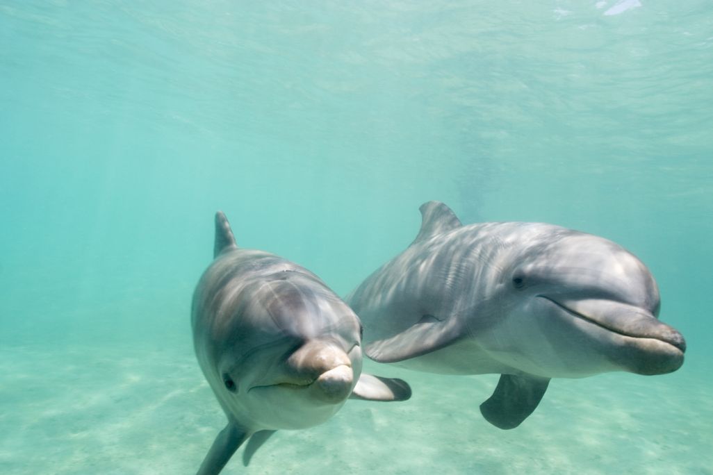 Two bottlenose dolphins swimming underwater toward the camera