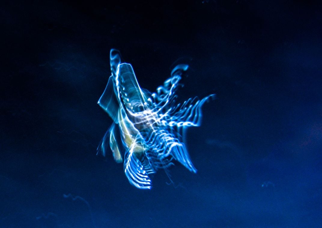 Disappear Among The Sea Of Butterflies Sea Butterfly | Smithsonian Photo Contest | Smithsonian Magazine