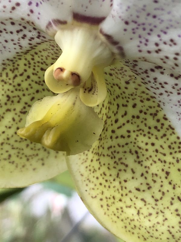 Orchid 9 thumbnail