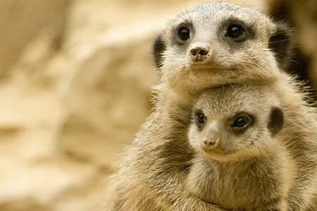“Please don’t hurt my baby!” this mother meerkat may say to her murderous female superiors.