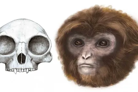 Pliobates cataloniae, a newly discovered ancient ape
