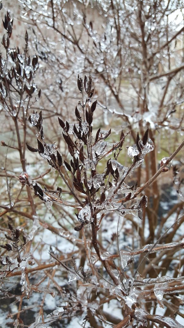 A bush covered in ice after an ice storm thumbnail
