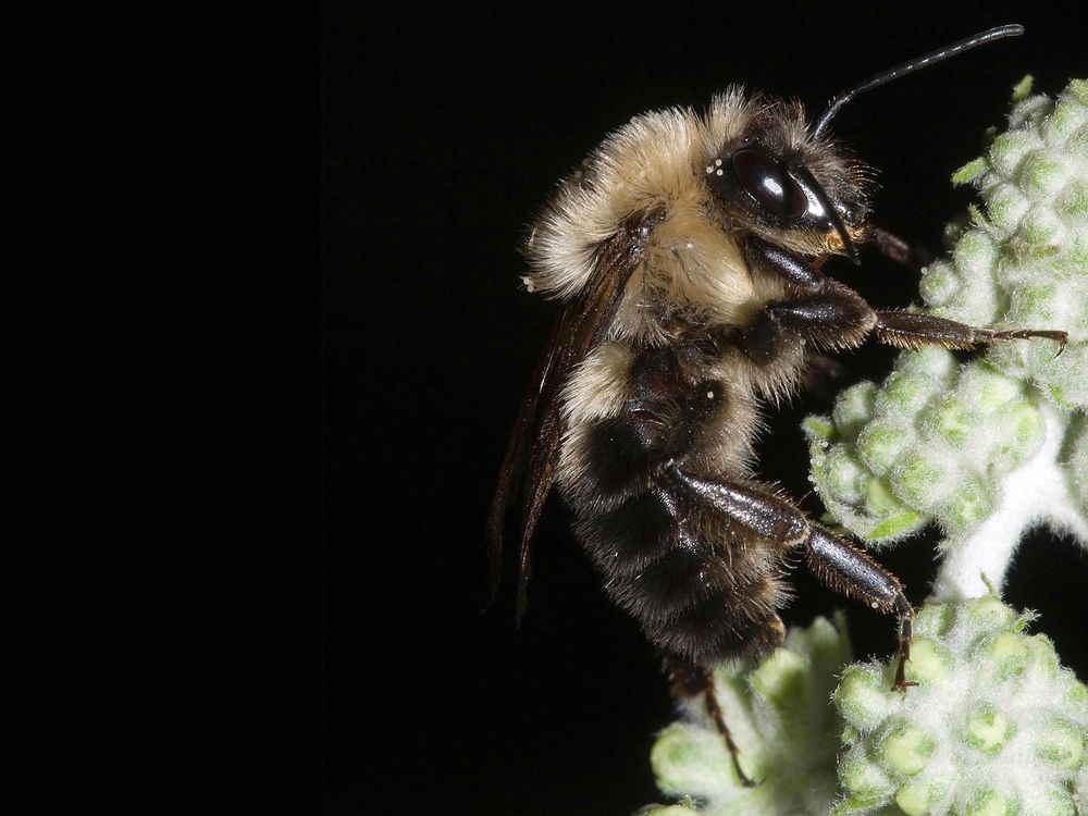 Busy Bees Take a Break During Total Solar Eclipses