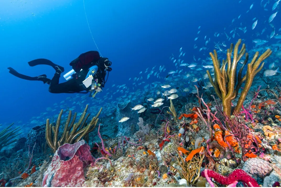 soft coral