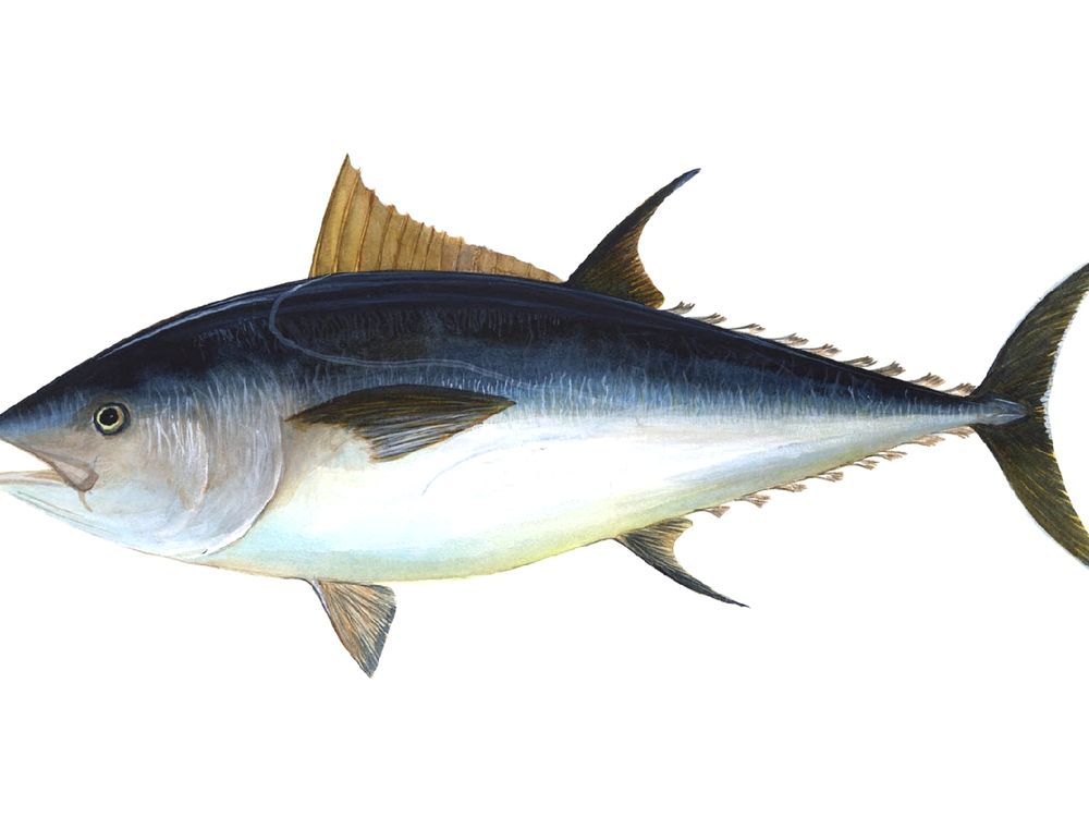 Europe bans Bluefin Tuna Fishing, Science