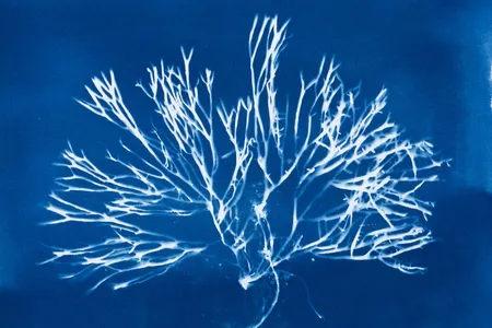 Algae collected by the artist while free diving off Point La Jolla, California