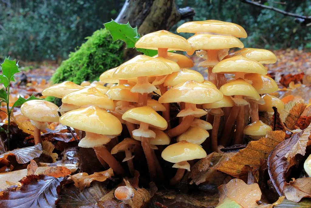 Honey Fungus