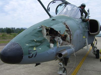 A Brazilian Air Force AMX with birdstrike damage. Birds are feathers and bone—no bets what metal and plastic would do.