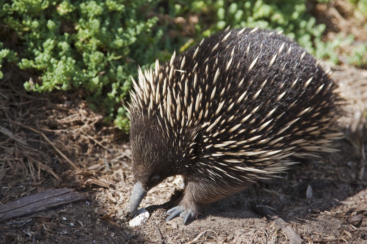 Watch This Adorable Mammal Hatch From an Egg