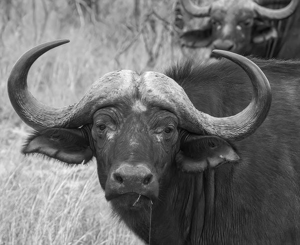 African Buffalo Stare Down thumbnail