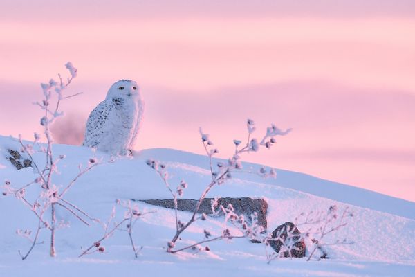 A snowy owl on a chilly dawn with pink light.