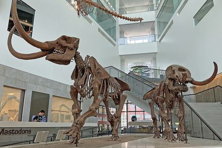 Mastodon skeletons stand on display at the University of Michigan Museum of Natural History in Ann Arbor.
