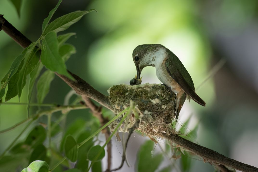 Hummingbird Feeding Her Chick | Smithsonian Photo Contest | Smithsonian ...