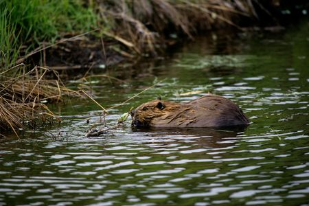 A North American beaver pictured in Denali National Park, Alaska. In recent years, beavers have been spotted further north in the Alaskan tundra than ever before. 