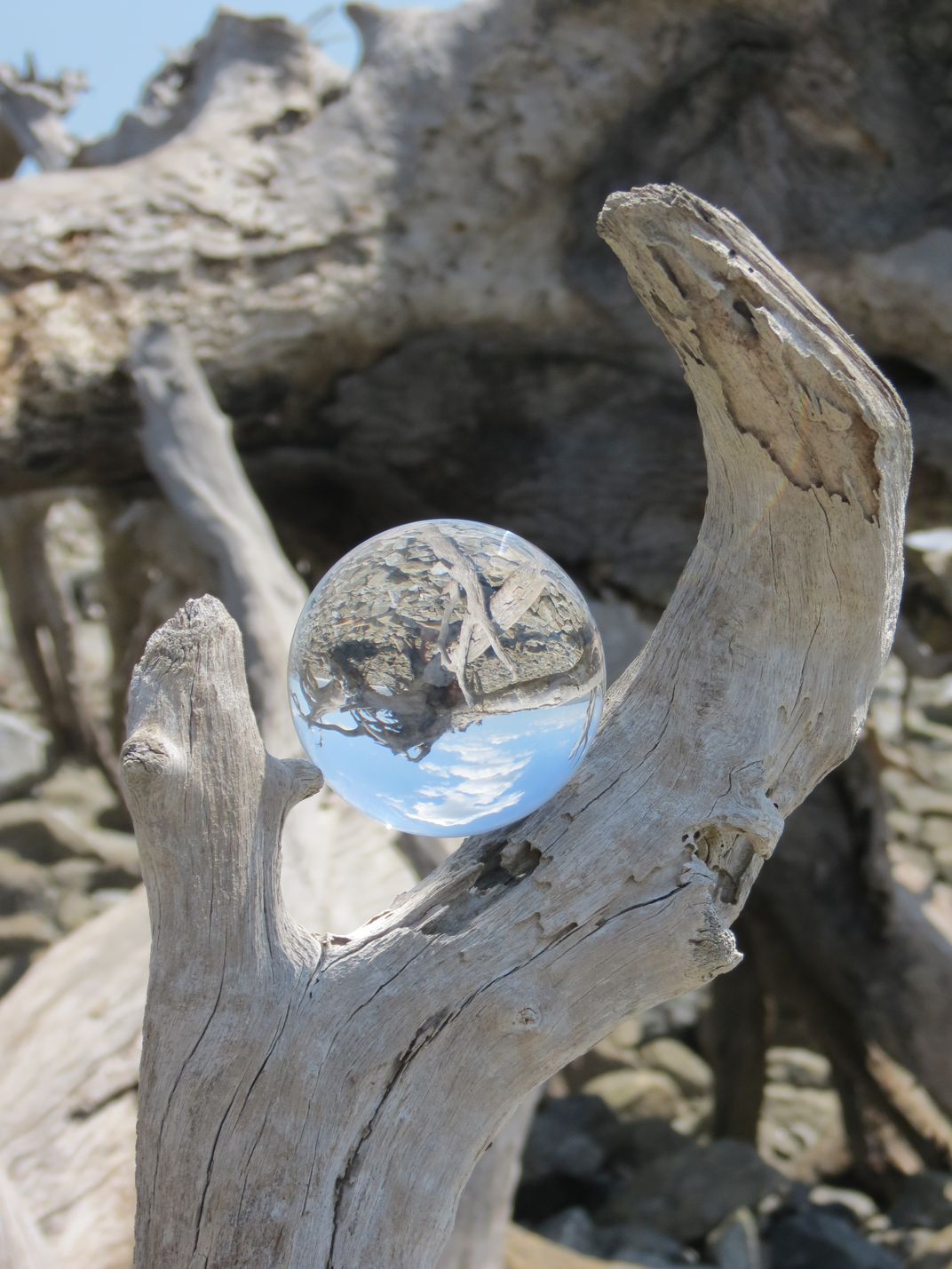 Driftwood trident | Smithsonian Photo Contest | Smithsonian Magazine