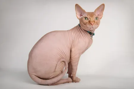 Many animals, like this red sphinx cat, are bred to be hairless. Other times, animal baldness is a symptom of stress and other factors.